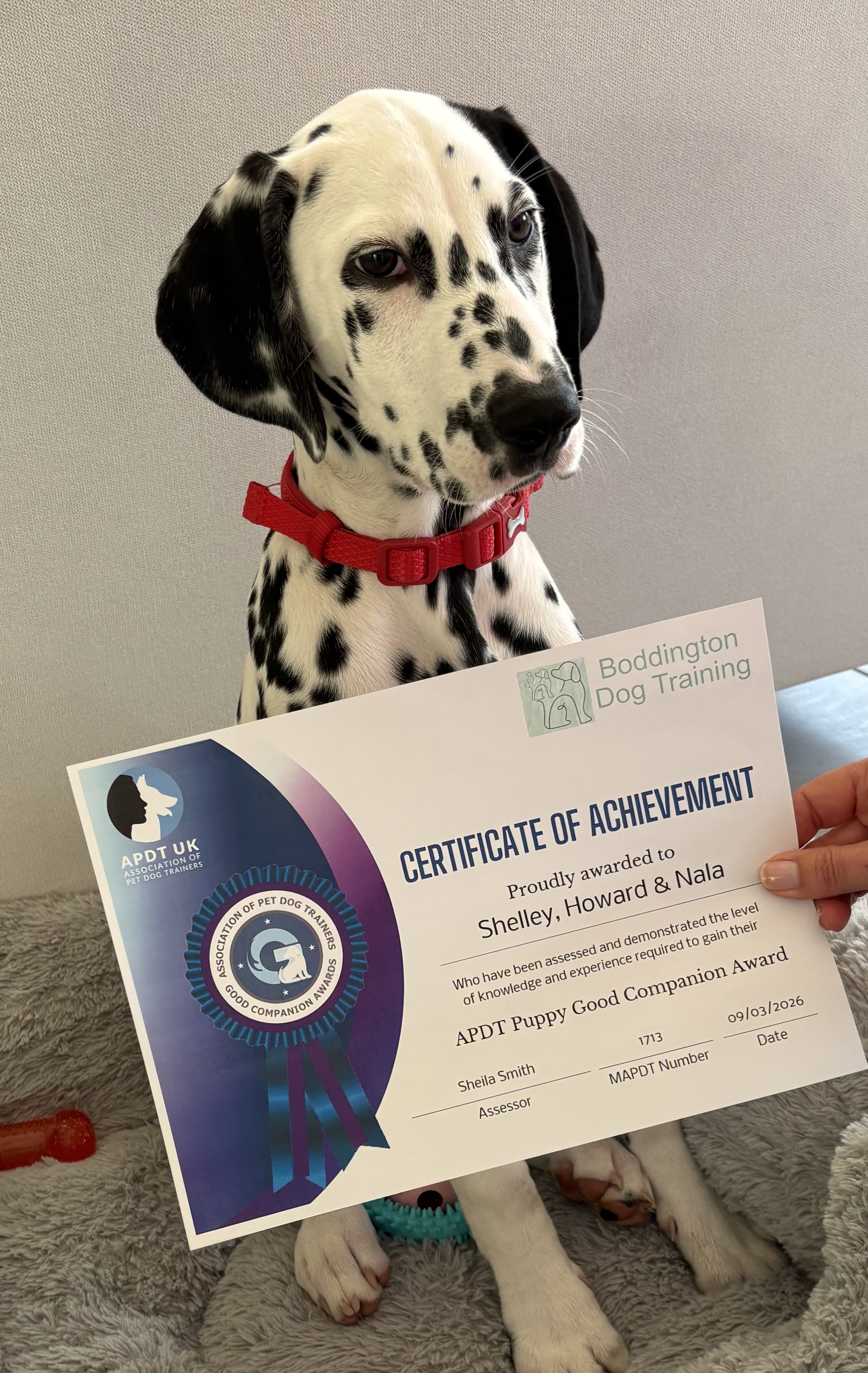 Dalmation puppy class