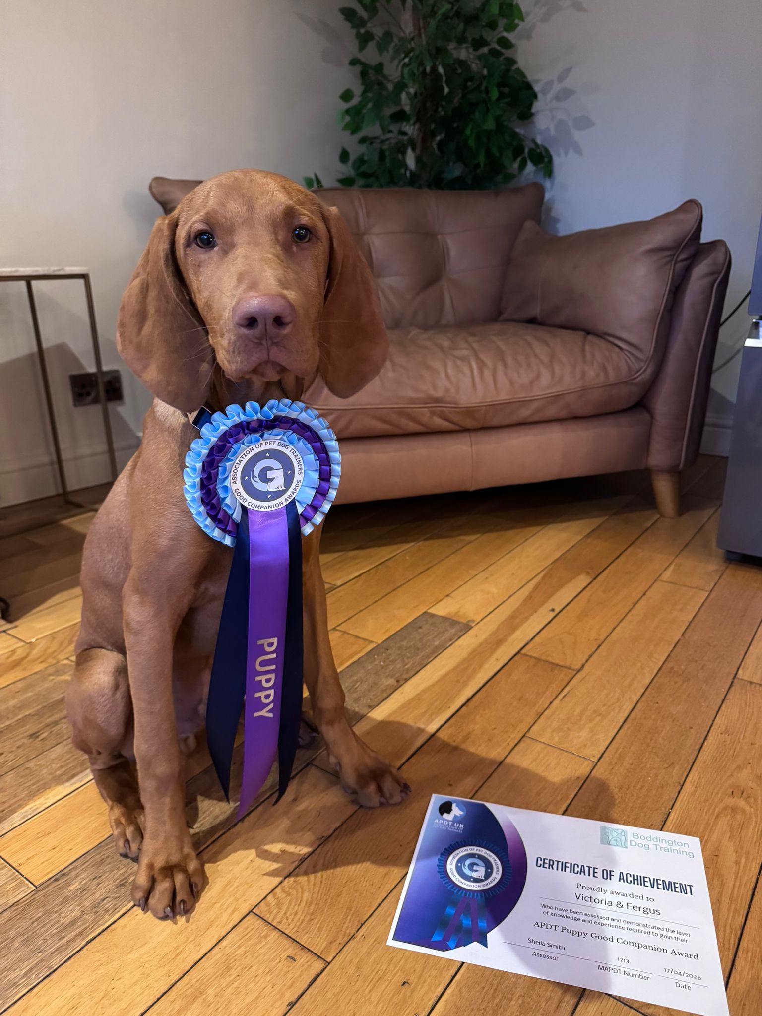 cavapoochon puppy with pass certificate