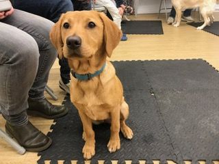 Labrador puppy class