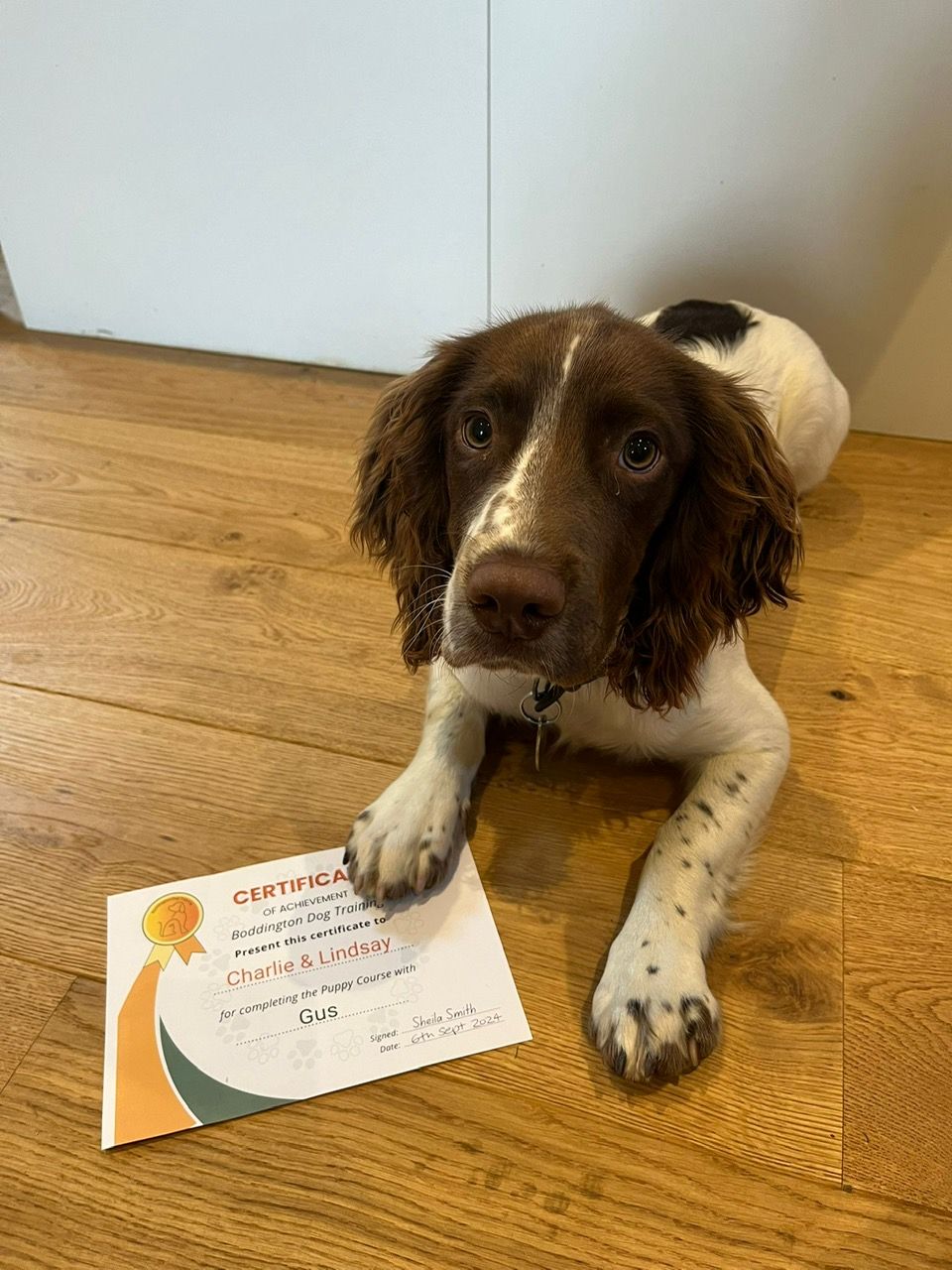 Springer puppy class