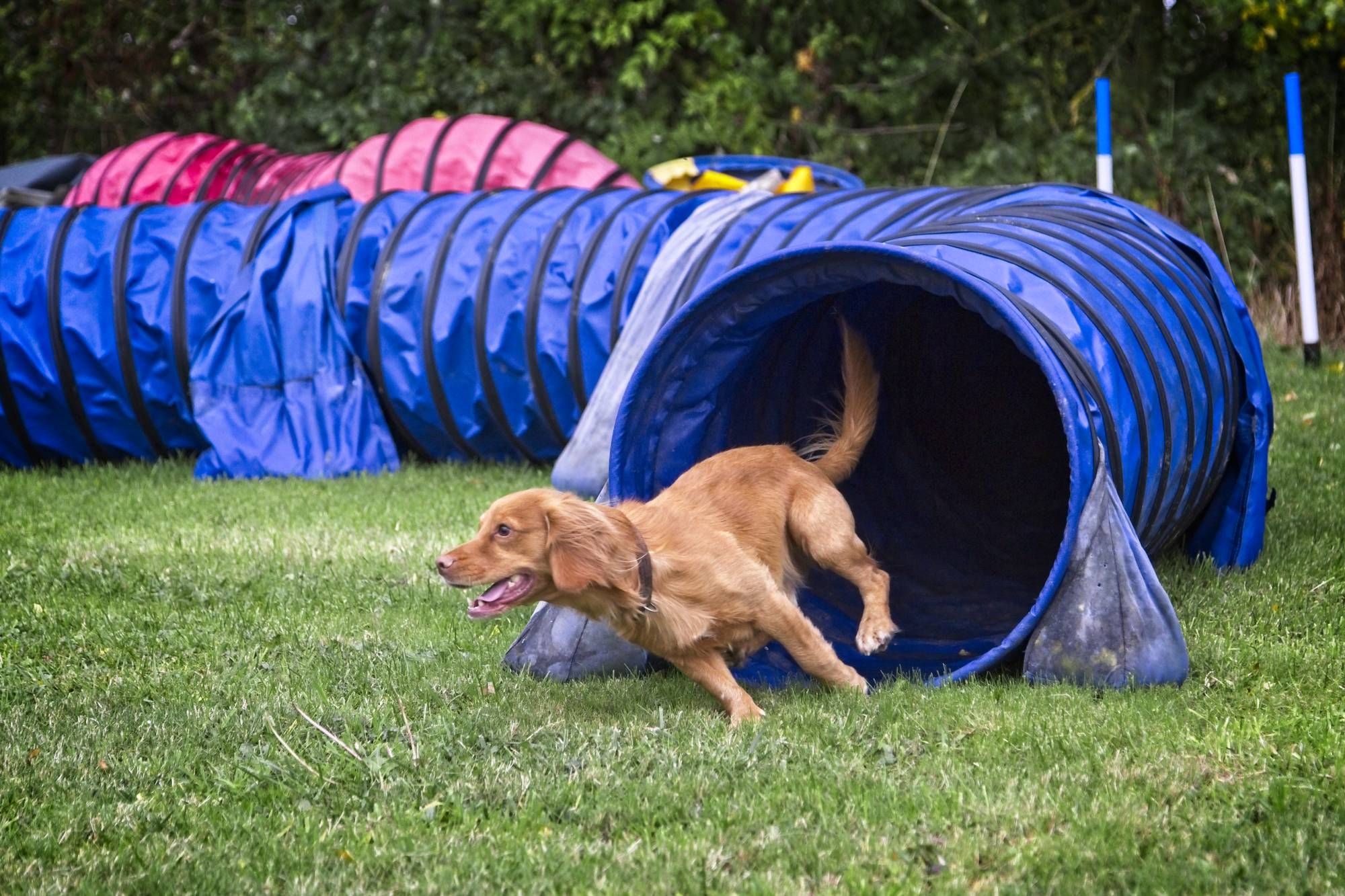 Agility tunnel