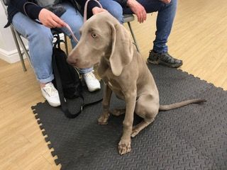 weimaraner puppy class