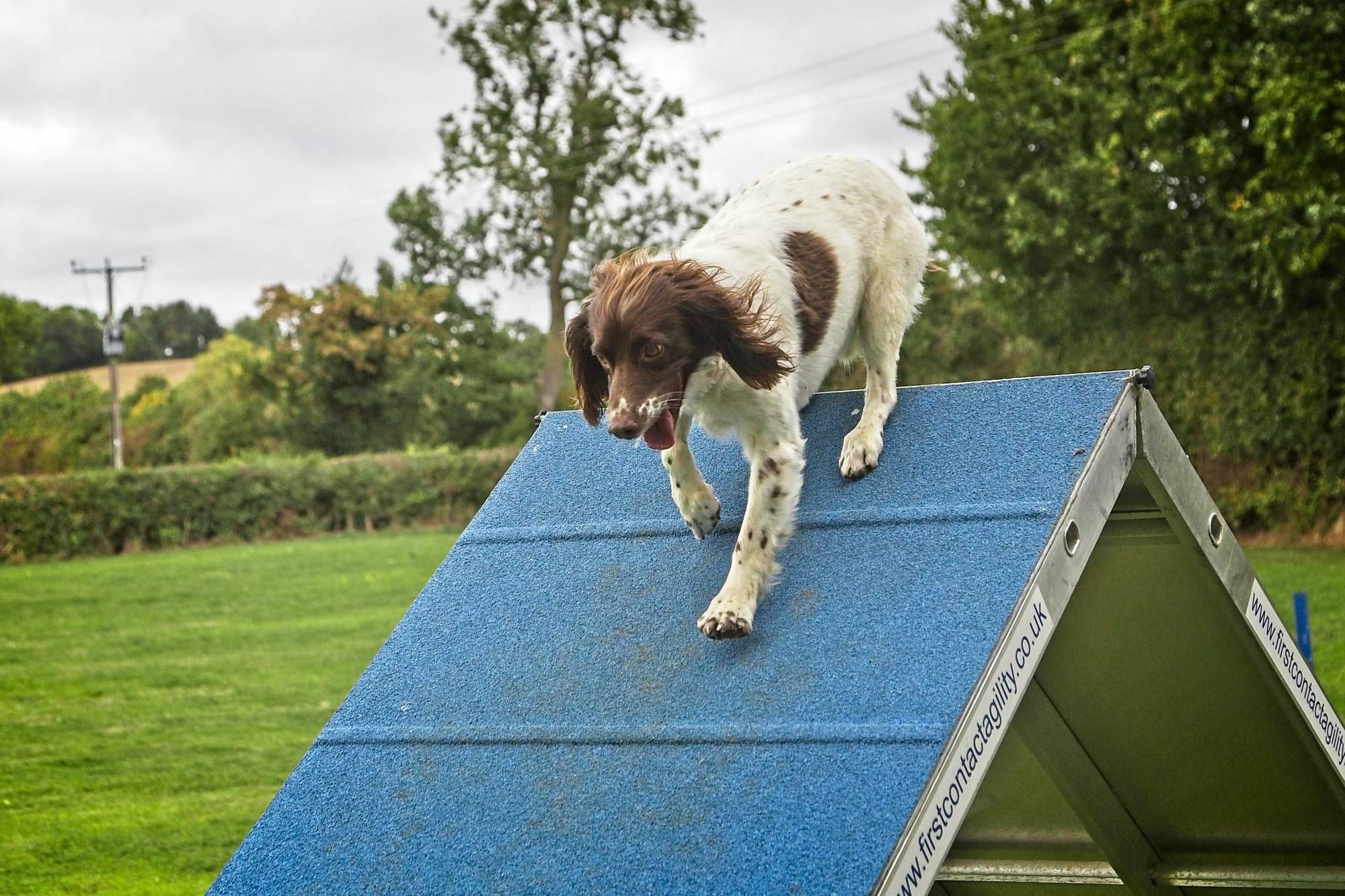 121 UK Dog Sport sessions