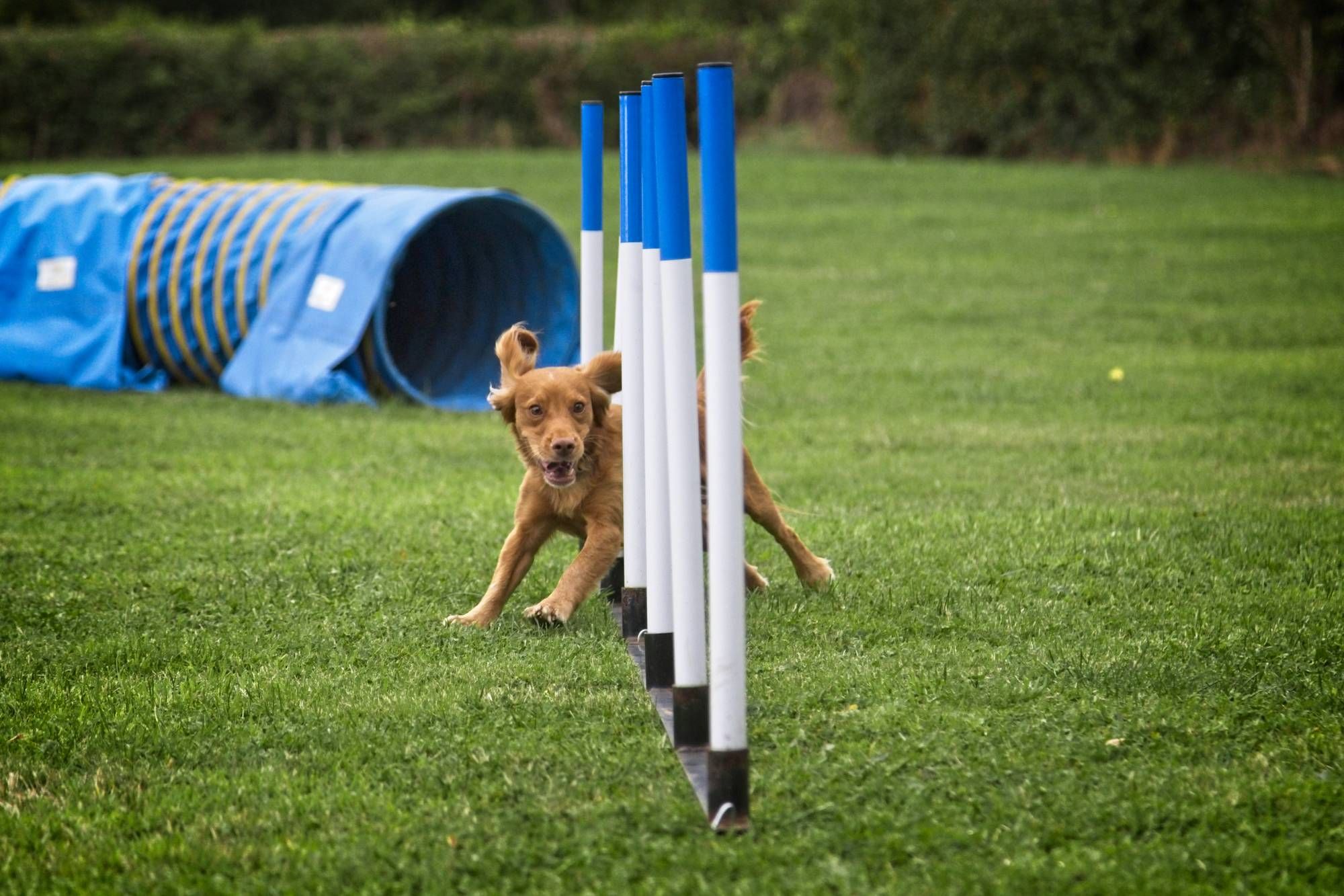 Agility weaves