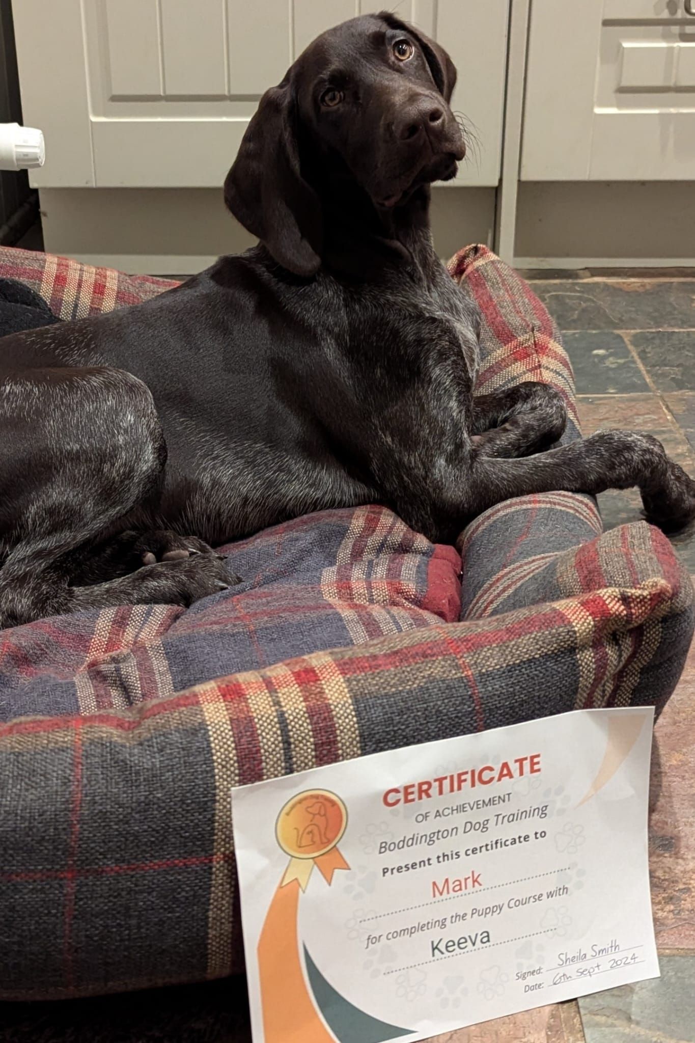 German Shorthaired Pointer puppy class