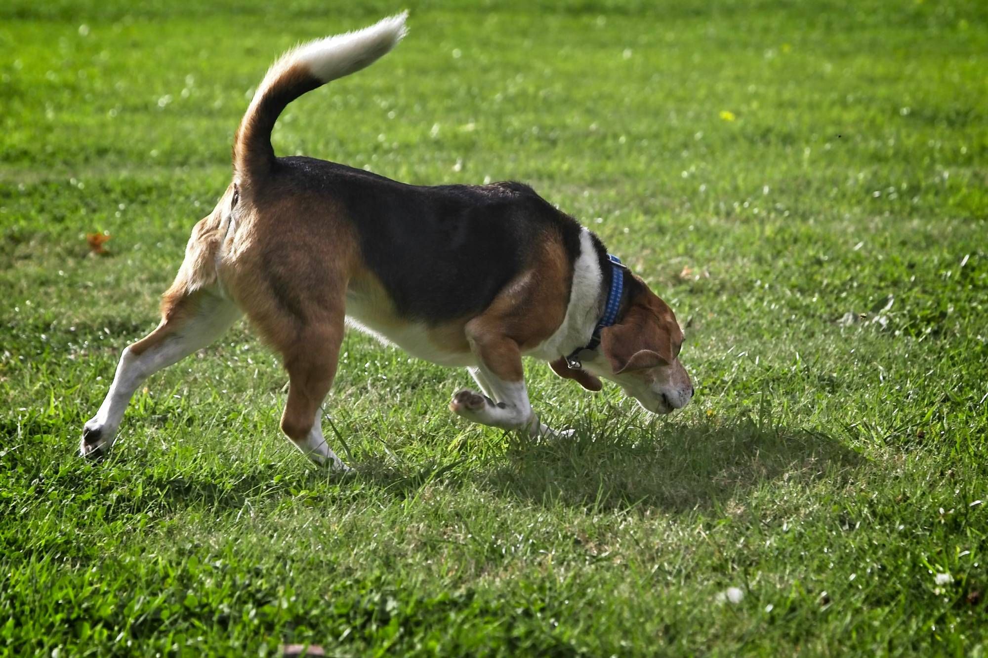 Nosework finding articles