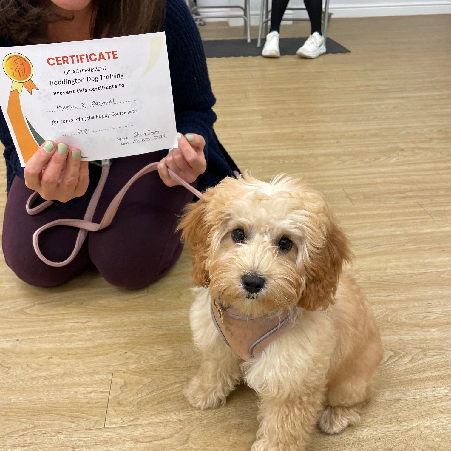 cavapoochon puppy with pass certificate