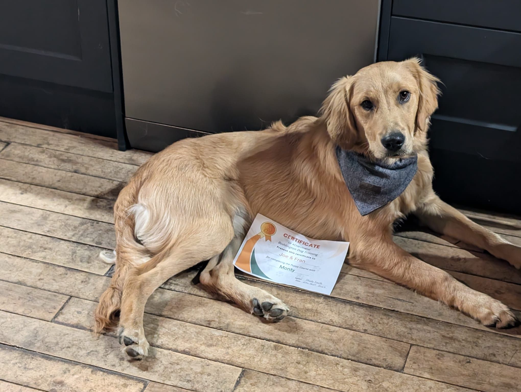 Golden Retriever puppy class