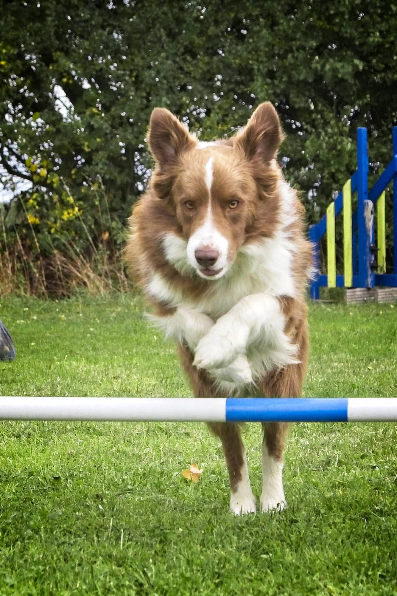 Have a go at Agility