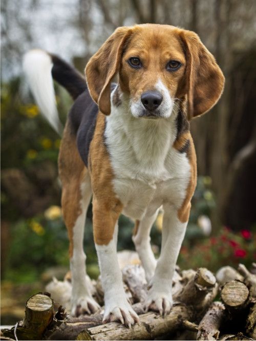 Beagles can be cheeky